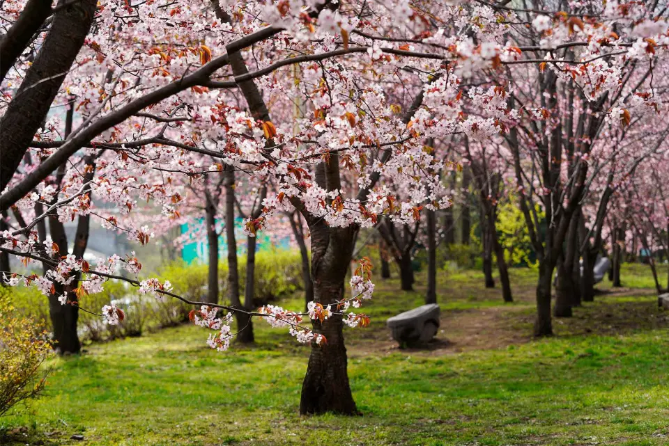 Vladivostok State University